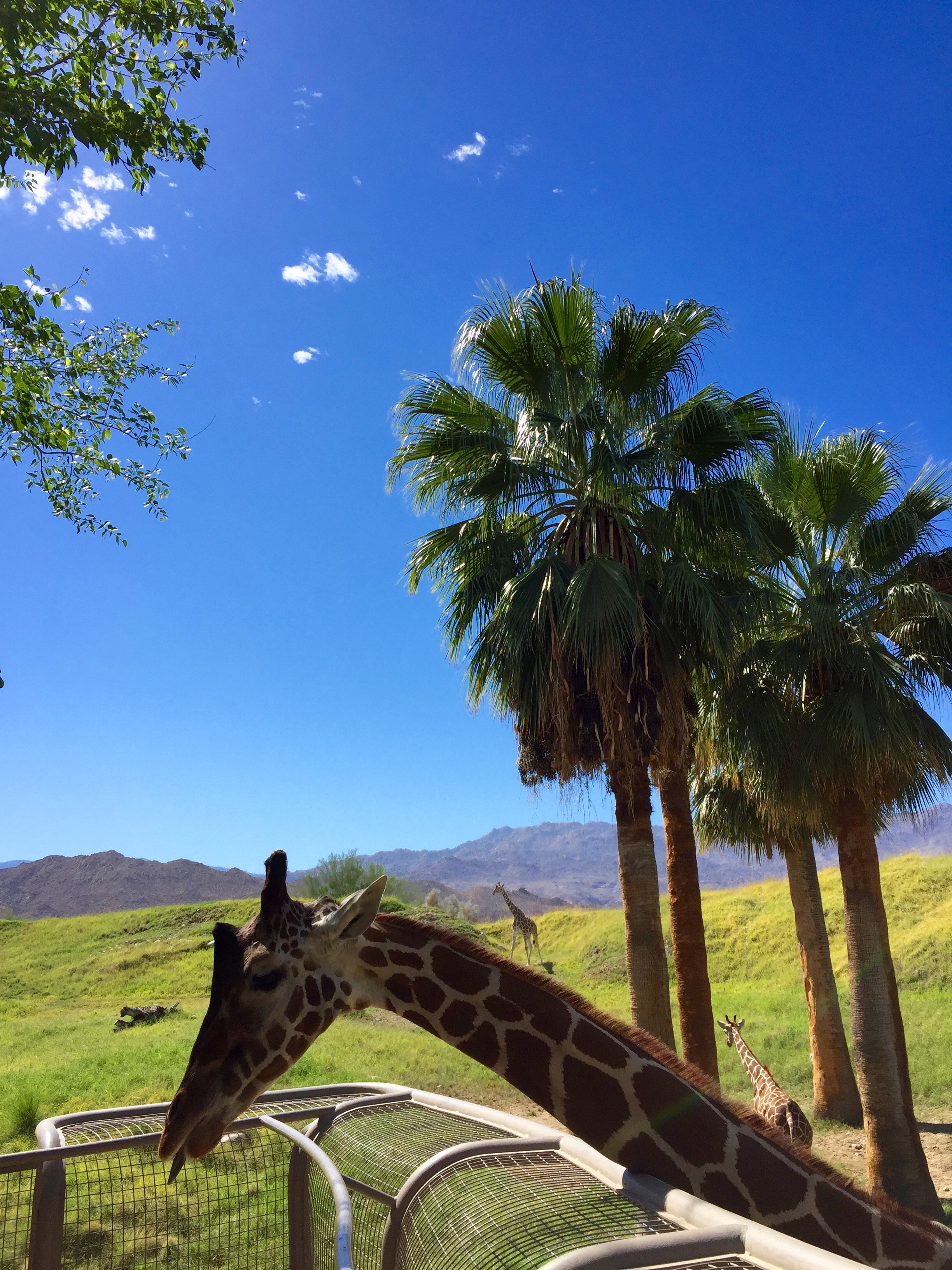 living desert zoo giraffe 